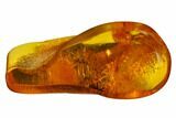 Fossil Fly (Diptera) In Baltic Amber #170098-3